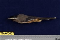 藏品(白耳畫眉)的圖片